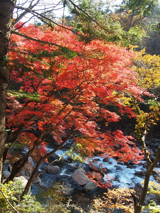 いわき観光　夏井川渓谷