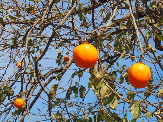 夏井川渓谷　籠場の滝
