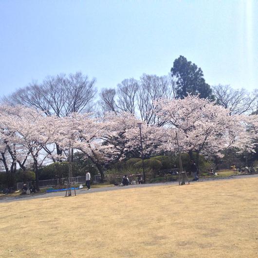 福島県いわき市桜の名所　松が丘公園