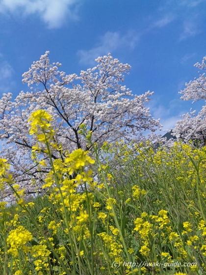 福島桜の名所　いわき新川