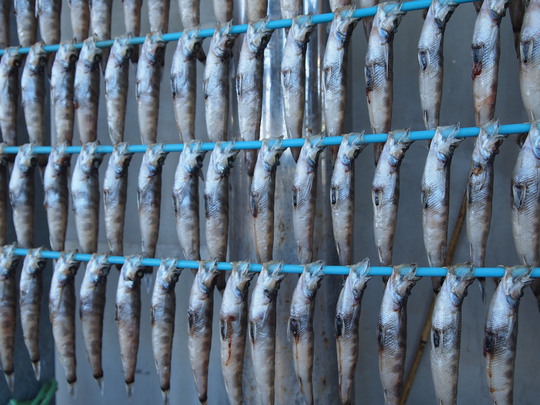 いわきら・ら・ミュウ