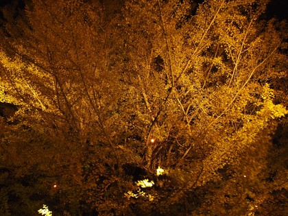 白水阿弥陀堂　紅葉ライトアップ2013