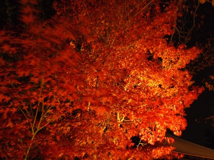 白水阿弥陀堂　紅葉ライトアップ2013