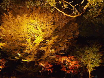 白水阿弥陀堂　紅葉ライトアップ2013