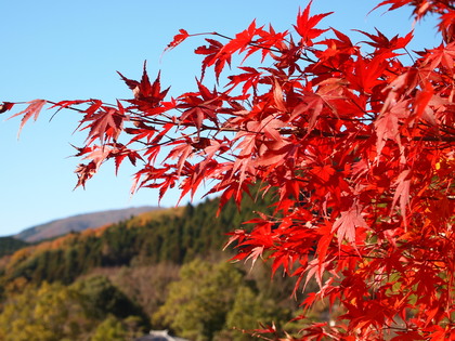 白水阿弥陀堂　紅葉ライトアップ