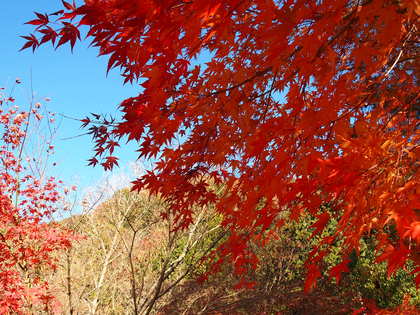 白水阿弥陀堂　紅葉ライトアップ