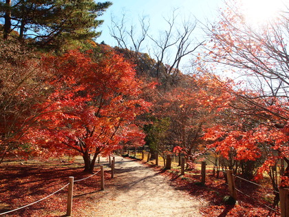 白水阿弥陀堂　紅葉ライトアップ