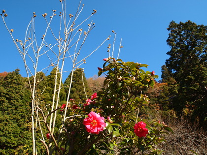 白水阿弥陀堂　紅葉ライトアップ
