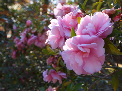 白水阿弥陀堂　紅葉ライトアップ