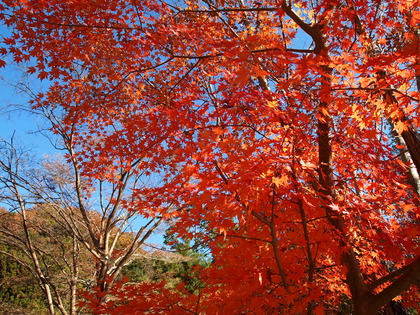 白水阿弥陀堂　紅葉ライトアップ