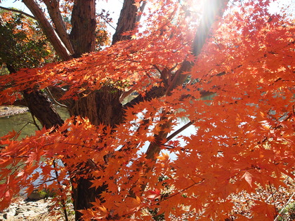 白水阿弥陀堂　紅葉ライトアップ