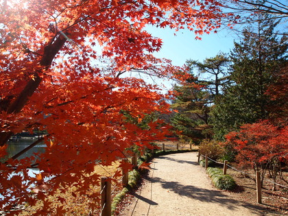 白水阿弥陀堂　紅葉ライトアップ