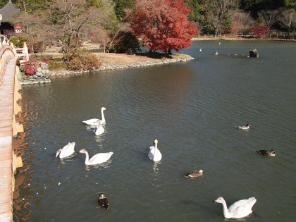 白水阿弥陀堂　紅葉ライトアップ