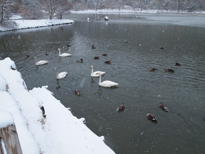 国宝白水阿弥陀堂　雪景色