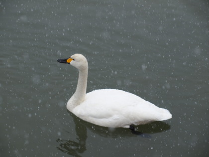 雪の白水阿弥陀堂