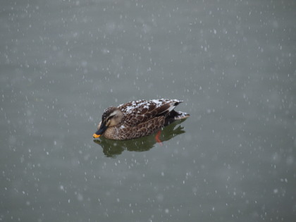 いわき観光おすすめ　白水阿弥陀堂