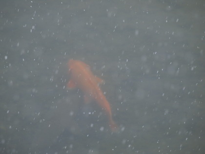 国宝白水阿弥陀堂　雪景色