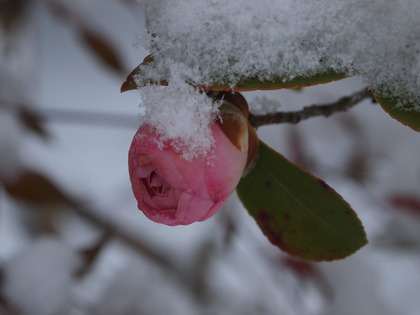 いわき観光おすすめ　白水阿弥陀堂