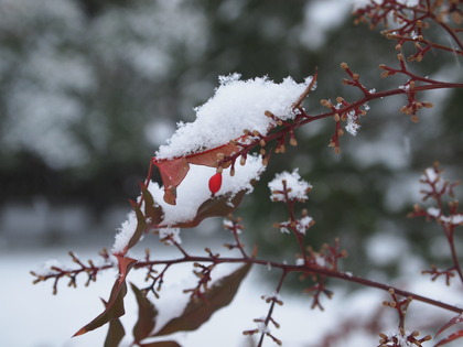 国宝白水阿弥陀堂　雪景色