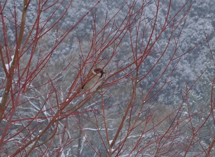 国宝白水阿弥陀堂　雪景色