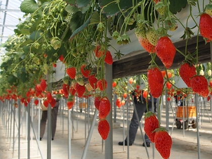 JR新橋駅前　福島県いわき市の出張いちご園