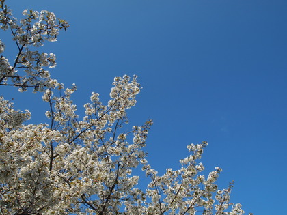 いわきマリンタワー　桜