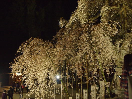 小川諏訪神社　いわき桜ライトアップ
