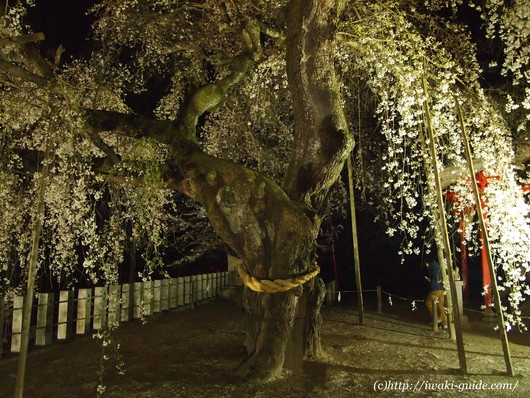 小川諏訪神社　いわき桜ライトアップ
