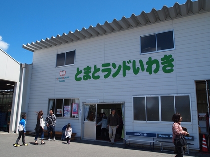 とまとランドいわき　トマト収穫体験