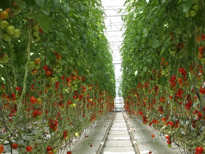 とまとランドいわき　トマト収穫体験