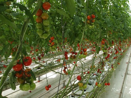 とまとランドいわき　トマト収穫体験