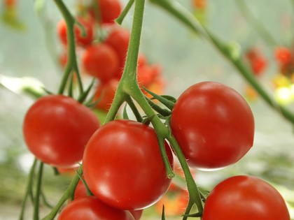 とまとランドいわき　トマト収穫体験