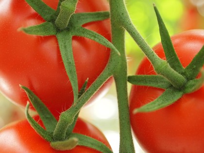 とまとランドいわき　トマト収穫体験