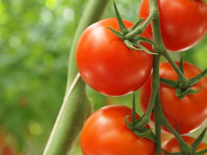 とまとランドいわき　トマト収穫体験