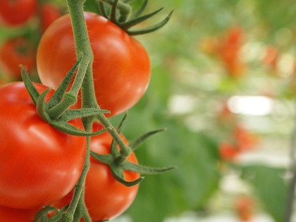 とまとランドいわき　トマト収穫体験