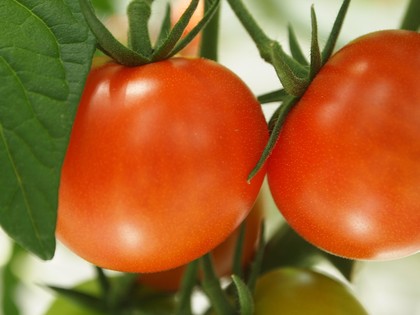 とまとランドいわき　トマト収穫体験