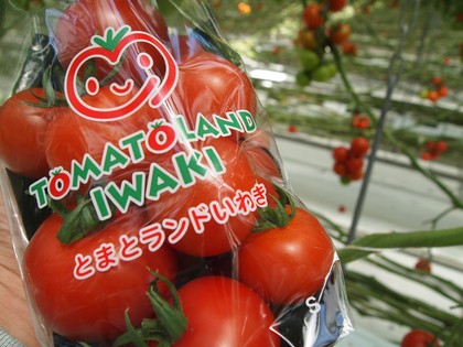 とまとランドいわき　トマト収穫体験