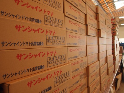 とまとランドいわき　トマト収穫体験