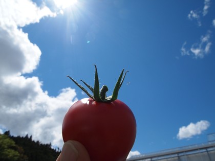 とまとランドいわき　トマト収穫体験