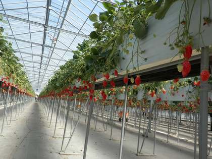 いわきいちご狩り　大野観光いちご園