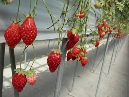 いわき市　いちご狩り　大野観光いちご園　いちご食べ放題の様子