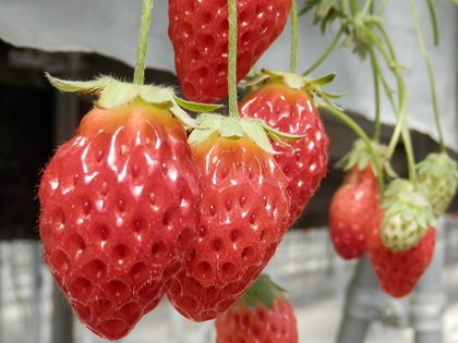 大野観光いちご園　福島いわきいちご狩り　いちご食べ放題