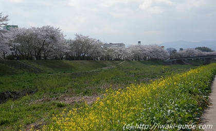福島桜の名所　いわき新川