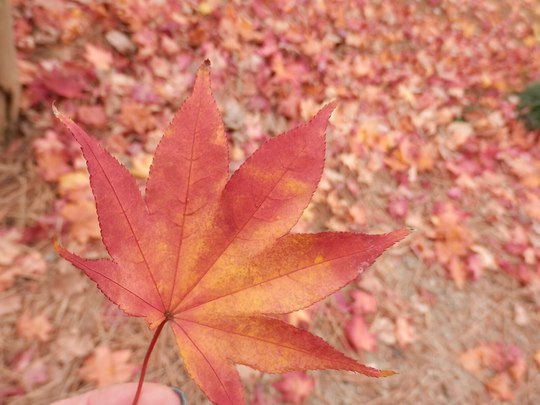 国宝 白水阿弥陀堂　紅葉ライトアップ2014