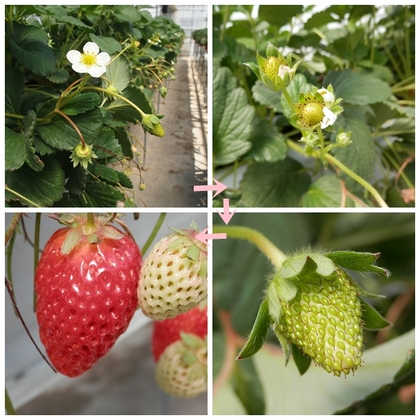 いちごの花 大野観光いちご園 いわきいちご食べ放題