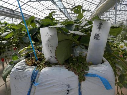 いわき　ふくはる香　いちご狩り　大野観光いちご園