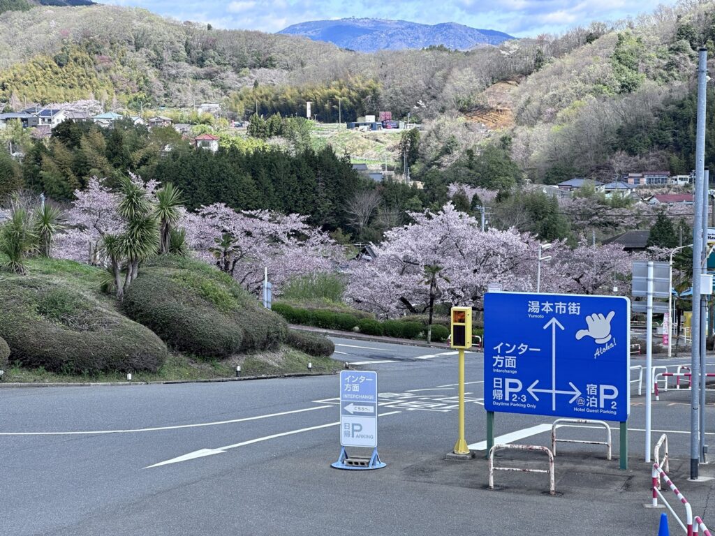 ハワイアンズの桜